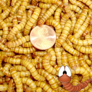 1000ct live giant mealworms pet food and fishing
