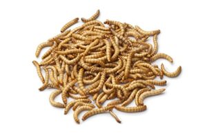 2000ct live mealworms, pet food for reptile, birds, and fish