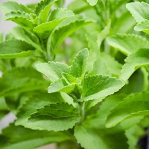 outsidepride perennial stevia sweetleaf herb garden plant sugar substitute & sweetener alternative - 50 seeds