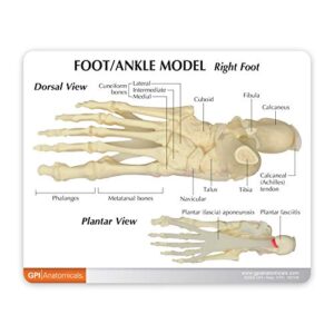 GPI Anatomicals - Foot & Ankle Model | Human Body Anatomy Replica of Foot & Ankle w/Plantar Fasciitis for Doctors Office Educational Tool