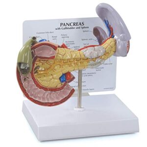 gpi anatomicals - human anatomy model of pancreas with gallbladder and spleen, replica for anatomy and physiology education, anatomy model for doctor's offices and classrooms, medical study supplies