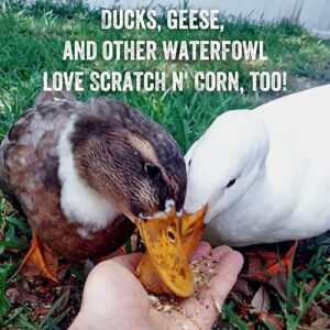 Scratch and Peck Feeds Organic Scratch + Corn, 9% Protein - Premium Supplemental Grain Source for Chickens and Ducks - 25lb