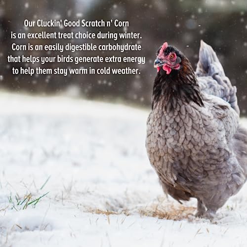 Scratch and Peck Feeds Organic Scratch + Corn, 9% Protein - Premium Supplemental Grain Source for Chickens and Ducks - 25lb