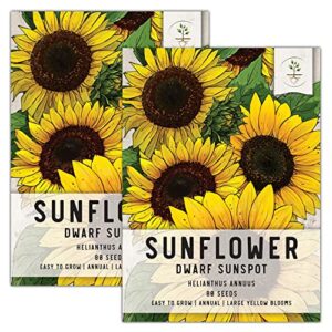 seed needs, dwarf sunspot sunflower seeds for planting (helianthus annuus) heirloom & open pollinated - grows 2 feet tall (2 packs)