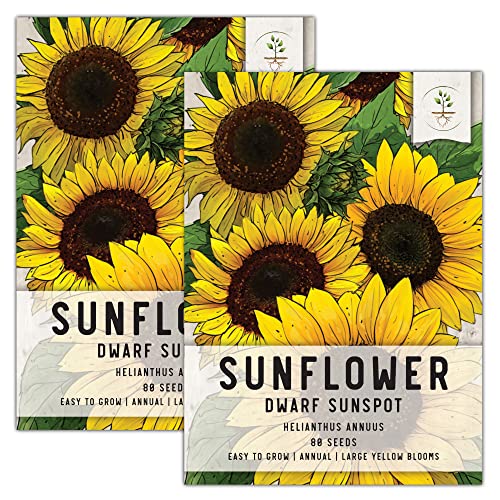 Seed Needs, Dwarf Sunspot Sunflower Seeds for Planting (Helianthus annuus) Heirloom & Open Pollinated - Grows 2 Feet Tall (2 Packs)