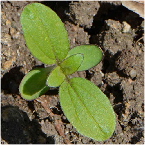 Seed Needs, Dwarf Sunspot Sunflower Seeds for Planting (Helianthus annuus) Heirloom & Open Pollinated - Grows 2 Feet Tall (2 Packs)