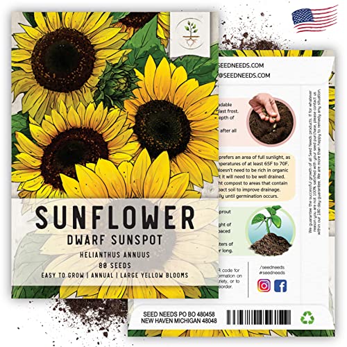 Seed Needs, Dwarf Sunspot Sunflower Seeds for Planting (Helianthus annuus) Heirloom & Open Pollinated - Grows 2 Feet Tall (2 Packs)
