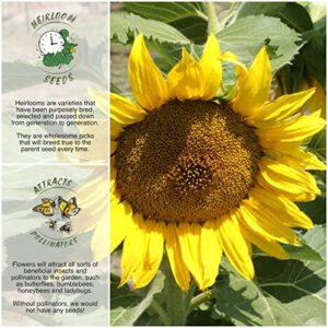 Seed Needs, Dwarf Sunspot Sunflower Seeds for Planting (Helianthus annuus) Heirloom & Open Pollinated - Grows 2 Feet Tall (2 Packs)
