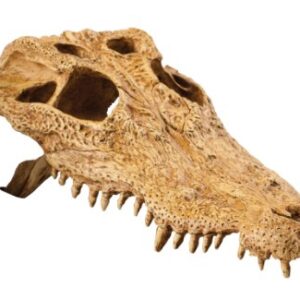 Exo Terra Terrarium Decor Croc Skull LQ, for Reptile and Amphibians