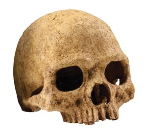 exo terra terrarium decor primate skull