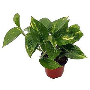 9greenbox - golden devil's ivy - pothos - epipremnum - 4" pot - very easy to grow live plant ornament decor for home, kitchen, office, table, desk - attracts zen, luck, good fortune - non-gmo, grown in the usa