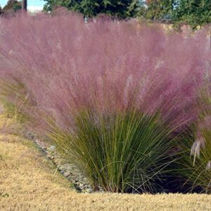 outsidepride muhlenbergia capillaris pink muhly ornamental grass plant for beds, borders, containers, & planters - 50 seeds