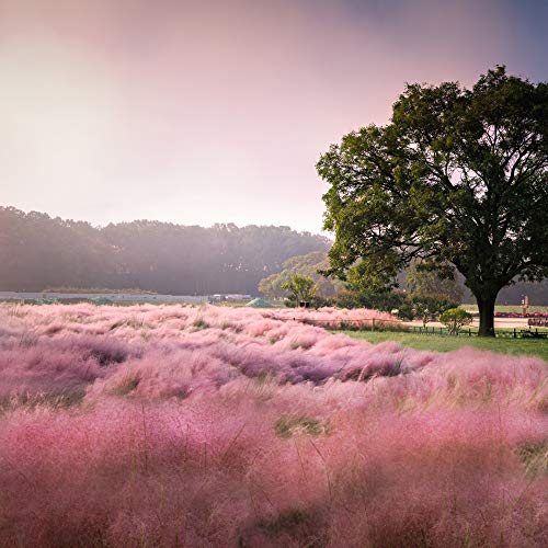 Outsidepride Muhlenbergia Capillaris Pink Muhly Ornamental Grass Plant for Beds, Borders, Containers, & Planters - 50 Seeds