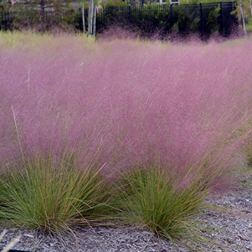 Outsidepride Muhlenbergia Capillaris Pink Muhly Ornamental Grass Plant for Beds, Borders, Containers, & Planters - 50 Seeds