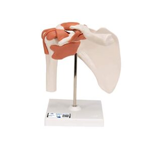 3b scientific - functional shoulder joint (right)