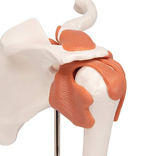 3B Scientific - Functional Shoulder Joint (Right)