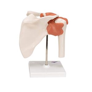 3B Scientific - Functional Shoulder Joint (Right)