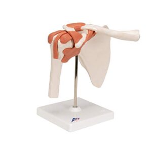 3B Scientific - Functional Shoulder Joint (Right)