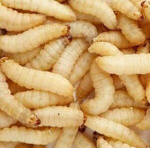 250ct live waxworms, pet food, fishing