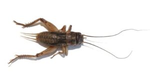1000 live crickets - medium 1/2" (banded cricket)