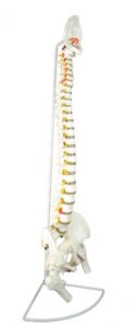 wellden medical anatomical classic spine model with femur heads, flexible, life size, 80cm/31.5