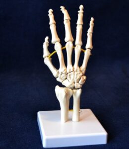 wellden product medical anatomical hand model, life size