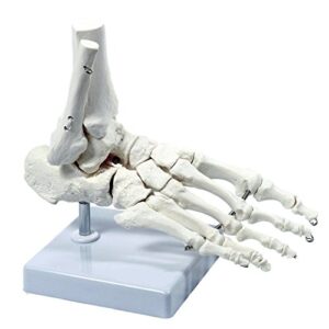 wellden medical anatomical human skeleton foot model, life size