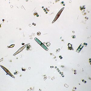 marine diatoms slide, w.m.