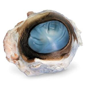 perfect solution preserved cow eye, plain, 1 per bag