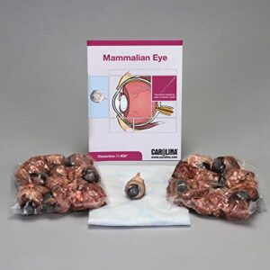 mammalian eye dissection biokit