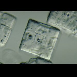 salt crystals, w.m., microscope slides