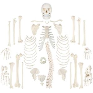 wellden medical full disarticulated skeleton, human anatomical, life-size, 170cm
