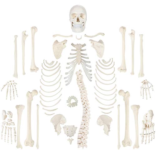 Wellden Medical Full Disarticulated Skeleton, Human Anatomical, Life-Size, 170cm