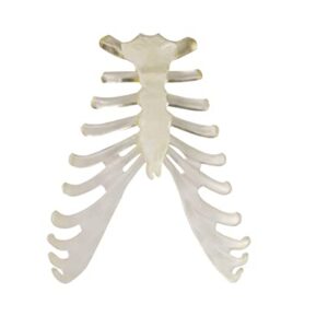 Wellden Medical Full Disarticulated Skeleton, Human Anatomical, Life-Size, 170cm