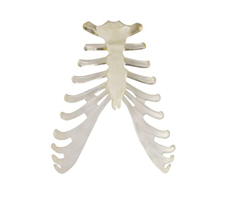 Wellden Medical Full Disarticulated Skeleton, Human Anatomical, Life-Size, 170cm
