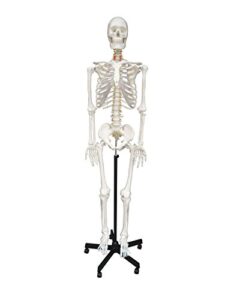 wellden medical anatomical human skeleton model, 170cm, life size, w/nerves, vertebral arteries, stand included