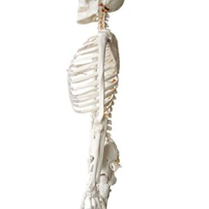 Wellden Medical Anatomical Human Skeleton Model, 170cm, Life Size, w/Nerves, Vertebral Arteries, Stand Included