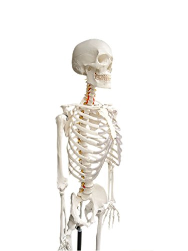 Wellden Medical Anatomical Human Skeleton Model, 170cm, Life Size, w/Nerves, Vertebral Arteries, Stand Included