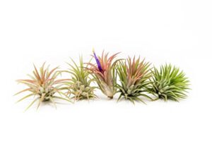 air plants ionantha mexican - colors and shape varies due to seasonality-live tillandsia succulent house plants - available in wholesale and bulk - home and garden decor-easy care plants (pack of 5)