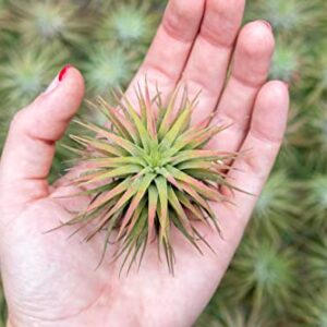 Air Plants Ionantha Mexican - Colors and Shape Varies Due to Seasonality-Live Tillandsia Succulent House Plants - Available in Wholesale and Bulk - Home and Garden Decor-Easy Care Plants (Pack of 5)