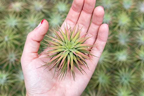 Air Plants Ionantha Mexican - Colors and Shape Varies Due to Seasonality-Live Tillandsia Succulent House Plants - Available in Wholesale and Bulk - Home and Garden Decor-Easy Care Plants (Pack of 5)