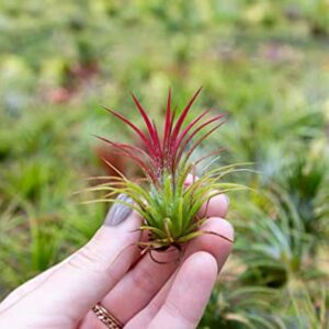 Air Plants Ionantha Mexican - Colors and Shape Varies Due to Seasonality-Live Tillandsia Succulent House Plants - Available in Wholesale and Bulk - Home and Garden Decor-Easy Care Plants (Pack of 5)