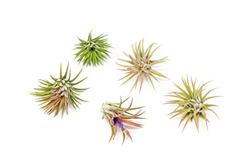 Air Plants Ionantha Mexican - Colors and Shape Varies Due to Seasonality-Live Tillandsia Succulent House Plants - Available in Wholesale and Bulk - Home and Garden Decor-Easy Care Plants (Pack of 5)