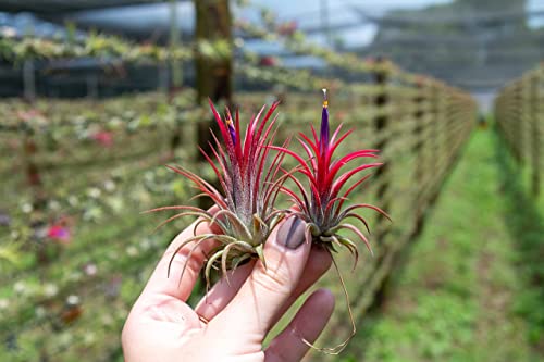 Air Plants Ionantha Mexican - Colors and Shape Varies Due to Seasonality-Live Tillandsia Succulent House Plants - Available in Wholesale and Bulk - Home and Garden Decor-Easy Care Plants (Pack of 5)