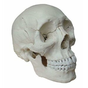 wellden medical anatomical adult osteopathic skull model, 22-part, life size, bone color