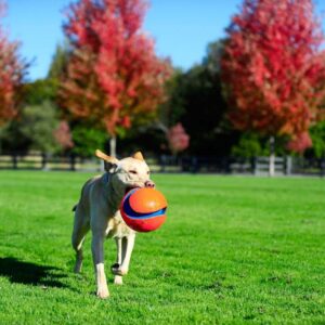 Chuckit! Kick Fetch Ball Dog Toy, Large (8 Inch)