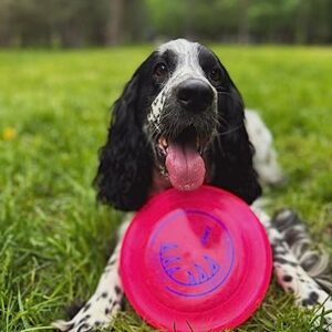 Hyperflite Jawz Flying Puncture-Resistant Spot Competition Dog Disc, Mango, 8.75-Inch