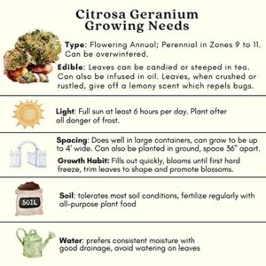 Clovers Garden Citronella Plants – Two (2) Live Plants – Non-GMO - Not Seeds - Each 4" to 8" Tall – in 4" Inch Pots - Citrosa Geranium Plant, Mosquito Repellent, Blooming, Edible