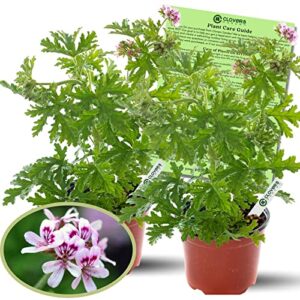 clovers garden citronella plants – two (2) live plants – non-gmo - not seeds - each 4" to 8" tall – in 4" inch pots - citrosa geranium plant, mosquito repellent, blooming, edible