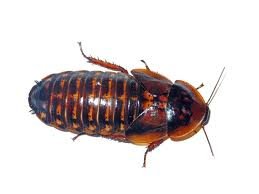 dubia roaches 100 large